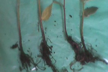 Laur-stan korzeni #WawrzynSzlachetny #Laur