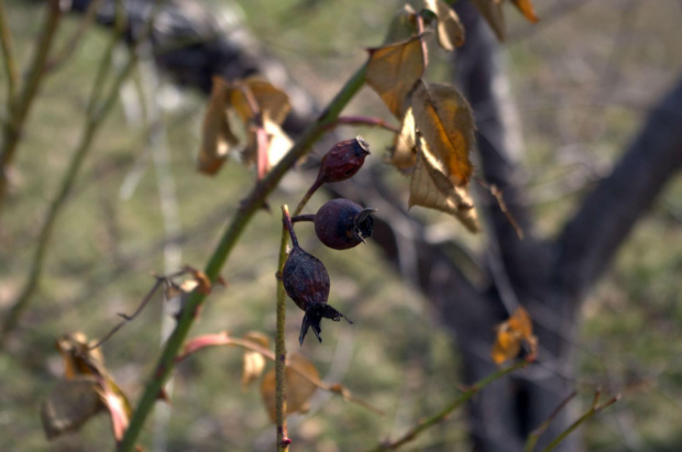 natura przyroda zima