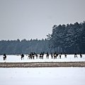 Jadąc samochodem spotkałam takie stadko sarenek :)))