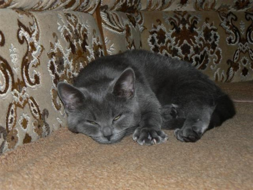 Śpiąca księżniczka - dachowiec #kot #kotek #kotki #koty #zwierzęta