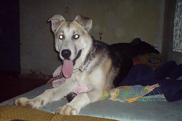 horse, cat, dog, doberman, pies, suka, alaskan malamute, mieszaniec, konie, koń, śmieszne, funny #horse #cat #dog #doberman #pies #suka #AlaskanMalamute #mieszaniec #konie #koń #śmieszne #funny