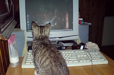 horse cat dog doberman pies malamute alaskan koty konie śmieszne funny #horse #cat #dog #doberman #pies #suka #AlaskanMalamute #mieszaniec #konie #koń #śmieszne #funny