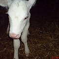 albino calf cielę cielak albinos biały white