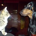 Dog doberman Troja and little cat #DogPiesDobermanTrojaMałyKotekCat