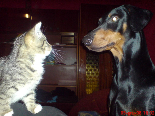 Dog doberman Troja and little cat #DogPiesDobermanTrojaMałyKotekCat