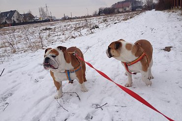 #BuldogAngielski #bulldog #forum