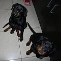#rottweiler #pies #psy