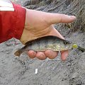okonek 15cm