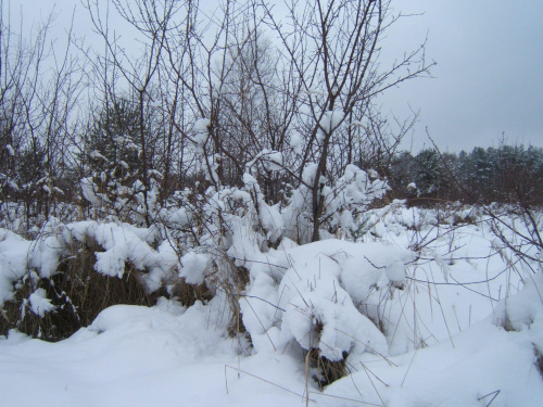 Zimowe pejzaże #Działka #ZimaNaDziałce #ogródki