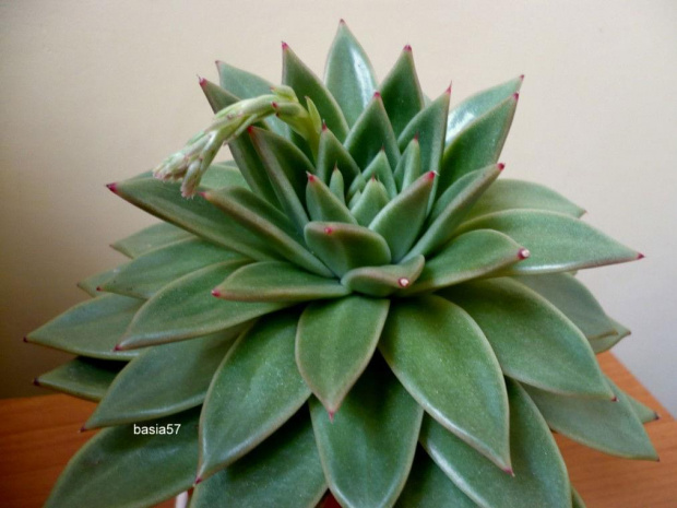 Echeveria agavoides #echeveria