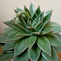 Echeveria agavoides #echeveria