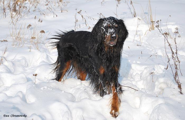 2009.02.17 Igor na śniegu, portret Wiewiórka