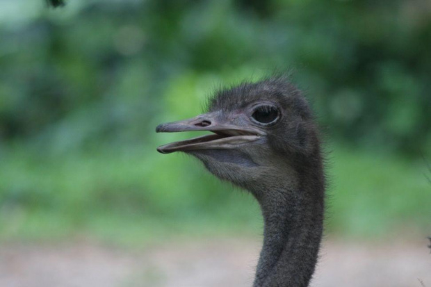 Zoo Singapur