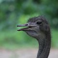Zoo Singapur