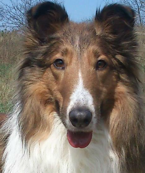 collie