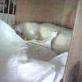 Tobiaszek śpi jak dziecko. =) #tobiasz #szczurek #szczury #szczur