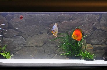 #Akwarium #paletki #tło