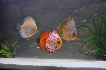 #Akwarium #paletki #tło