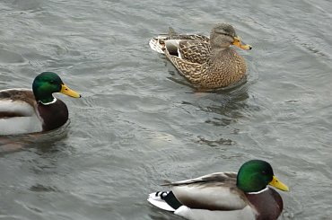 #natura #przyroda #zwierzęta #ptaki #kaczki #rzeka