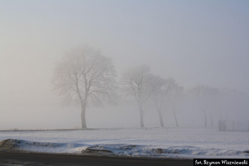 Drzewa przykryte poranną mgłą. Zdjęcie to dedykuje Martynie Kosek :)