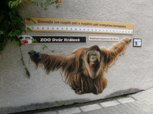 ZOO SAFARI DVUR KRALOVE #zoo #czechy #DvurKralove #safari