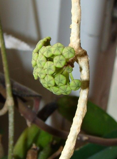 Hoya finlaysonii EPC-59