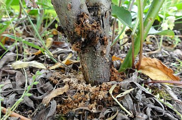 #krytoryjek #wierzba #larwa