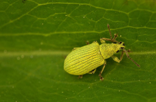 zielone na zielonym #chrząszcz #makro #owad #zielemń