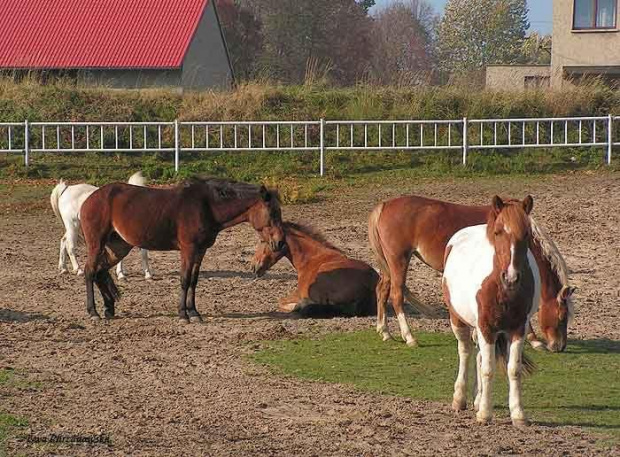 2008.10.26 Konie w Stodołach