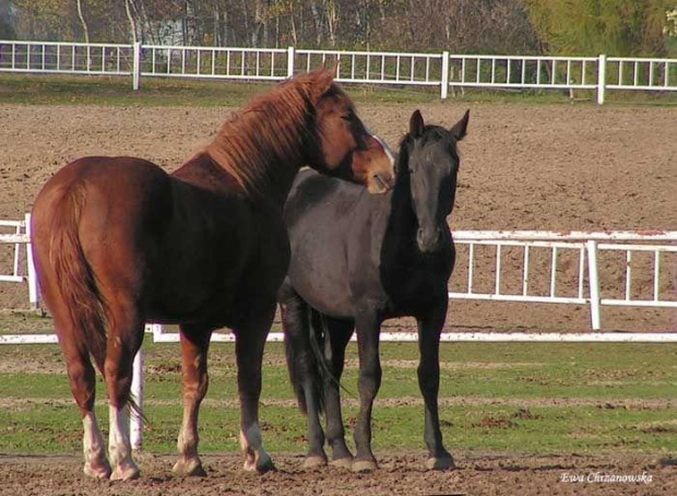 2008.10.26 Konie w Stodołach