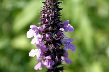 Łąki, pola, lasy przemierzone rowerem...zamiast km na liczniku...trochę nowych zdjęć :D #łąka #pole #maki #mak #natura #przyroda #owady #makro #kościół #BiałoCzarne #baszta #kwiaty #trawa