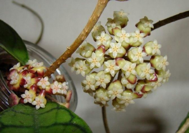 Hoya callistophylla & finlaysonii