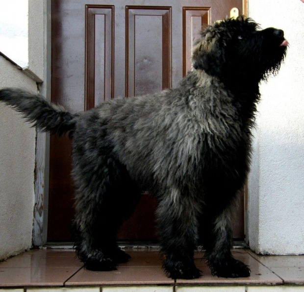 LOOSER BUM BUM CHUCHO
bouvier des flandres