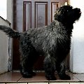 LOOSER BUM BUM CHUCHO
bouvier des flandres