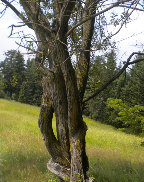 drzewa trojaczki