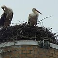 Pierwszy raz od niepamiętnych czasów,miałam okazję fotografować bociany.Te mieszkają w Niemczech,w Ostritz :)