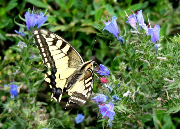 Papilio machaon --czyli paź królowej
z dedykacją dla " kilomikezulu " #łąka #kwiatki #motyl #natura