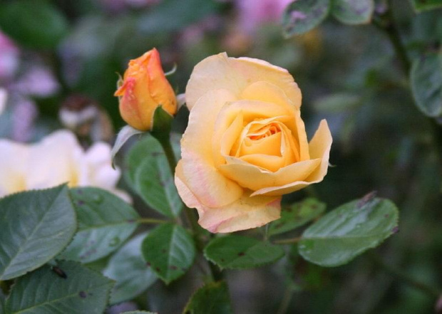 dla nieznajomej32 #kwiat #róża