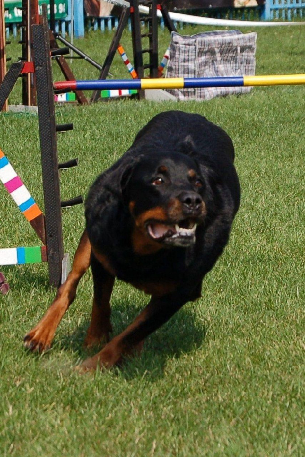 PP Agility Białystok 22.07.2007