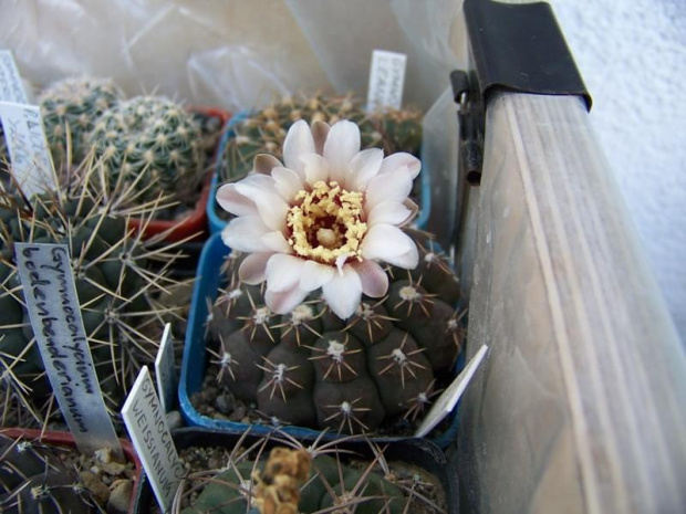 Gymnocalycium quehlianum