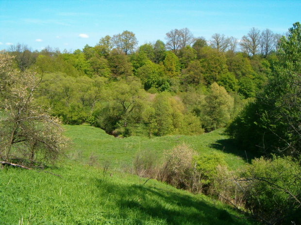 Wąwoziki