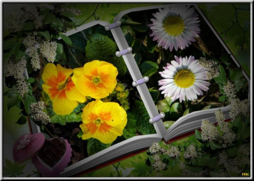 Moje fotki: pierwsze kwiatki, już niedługo oczy nasze będą cieszyć! #grafika #PSPXI #MojePrace #wiosna