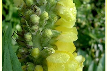 w ogrodzie...dziewanna po deszczu #ogród #kwiaty #ZBliska #przyroda