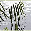 Jez. Otomino - jak w lustrze #JezioroOtomino #Gdańsk #roślinki #woda