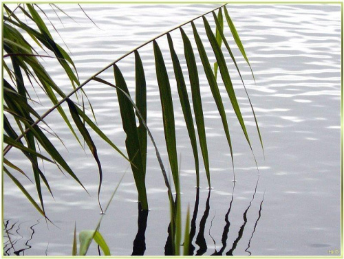 Jez. Otomino - jak w lustrze #JezioroOtomino #Gdańsk #roślinki #woda