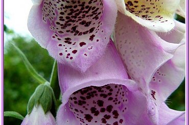 każdy kielich naparstnicy to zagadka #makro #ZBliska #roślinki #naparstnica #kwiaty #kielichy