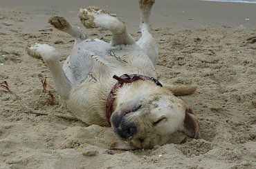 to się nazywa "pełnia szczęścia" #Ness #labrador #pies #NadMorzem