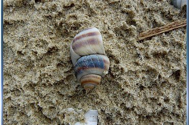 na plaży,
muszelki z bliska #muszelki #NadMorzem #piasek #ZBliska