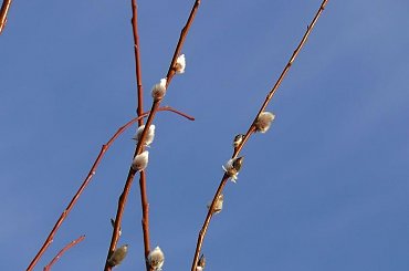 pierwsze oznaki...chociaz to zima nadal! #listki #pączki #bazie #wiosennie