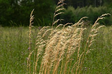 Znowu nadciagaja chmury , ale czy bedzie padac ? Jak to mowia z duzej chmury maly deszcz.... #chmury #laki